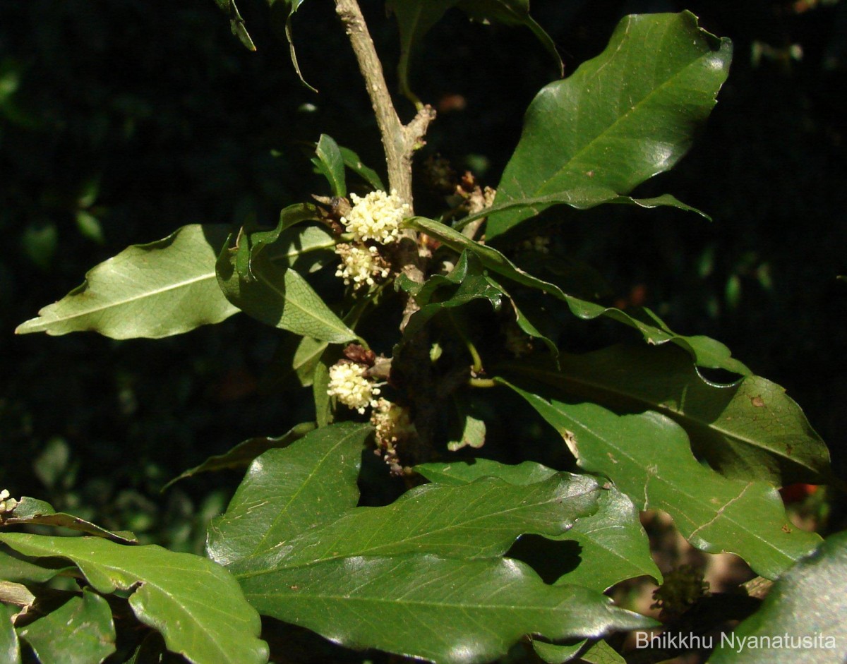 Streblus taxoides (B.Heyne) Kurz